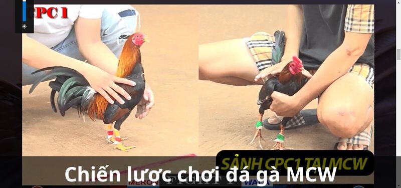 Chiến lược chơi đá gà MCW