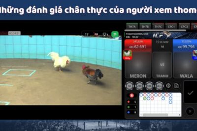 Xem Thomo – Trải Nghiệm Tuyệt Vời Chỉ Có Tại Đá Gà MCW